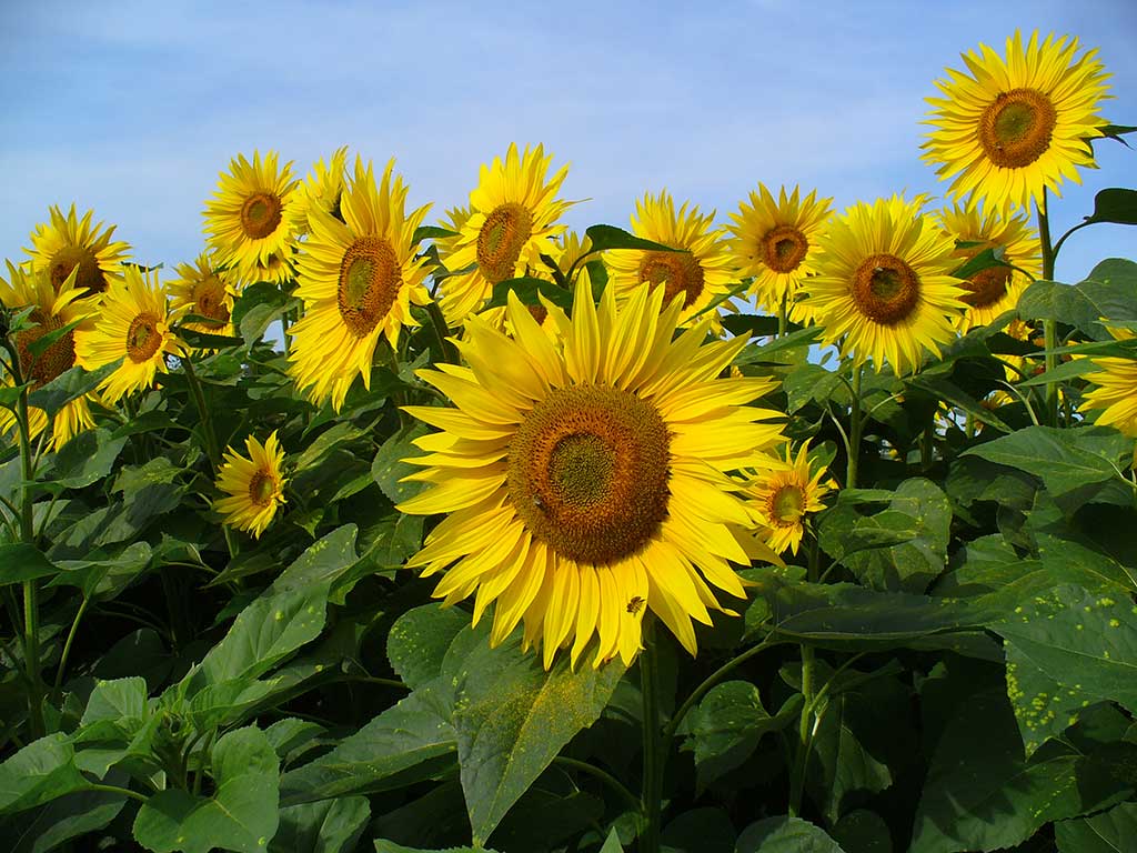 jean-gabriel-causse-girasoles